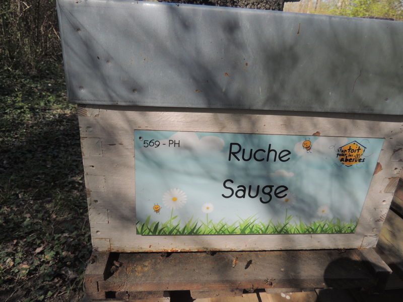 La ruche Sauge