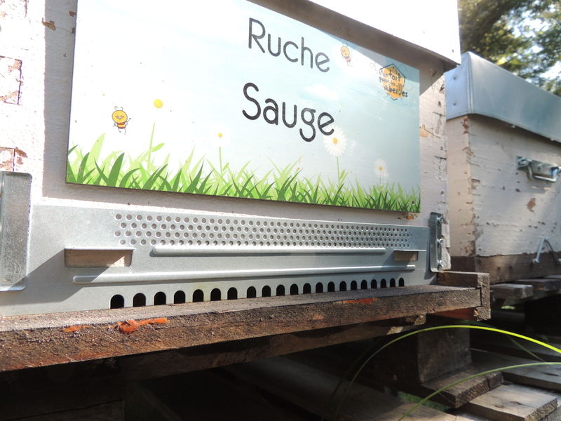 La ruche Sauge