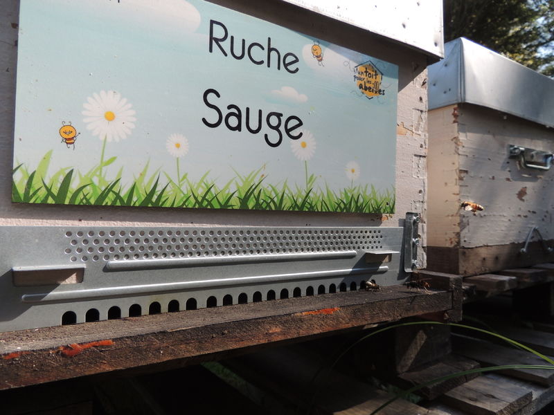 La ruche Sauge