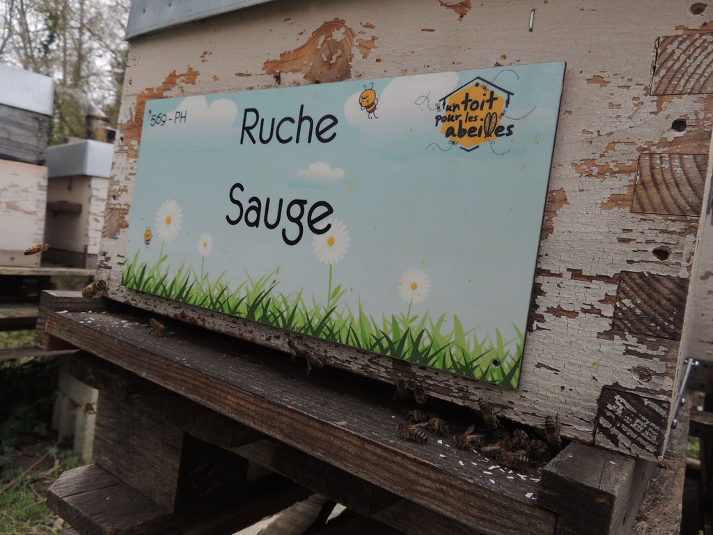 La ruche Sauge