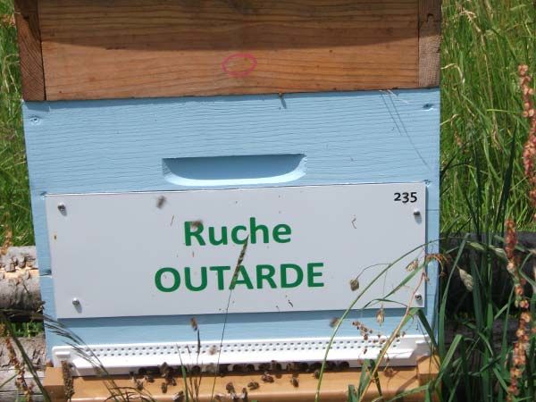 La ruche