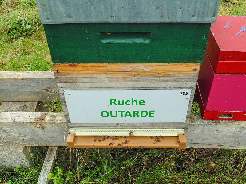 La ruche Outarde