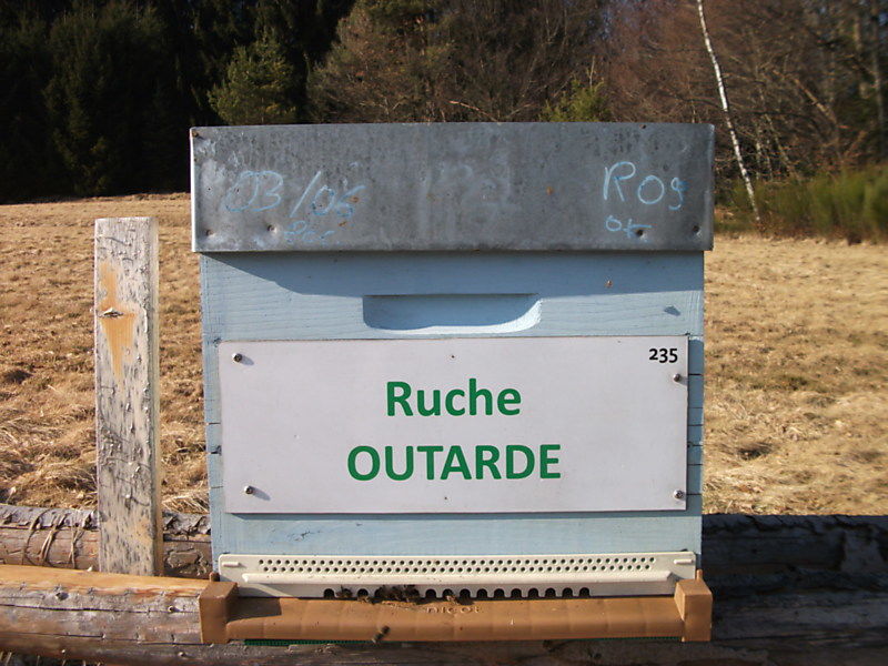 La ruche Outarde