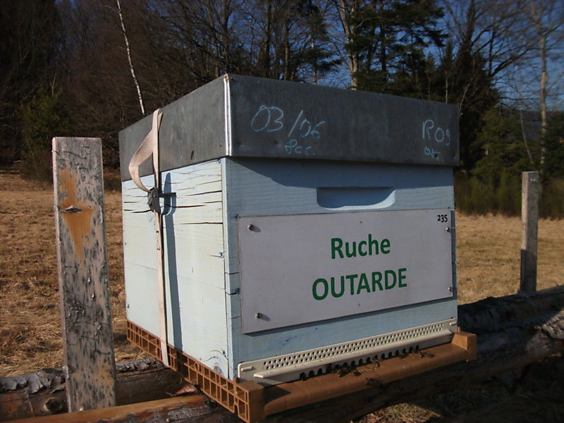 La ruche Outarde