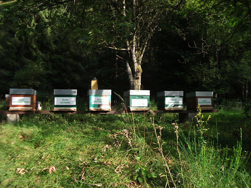 La ruche Outarde