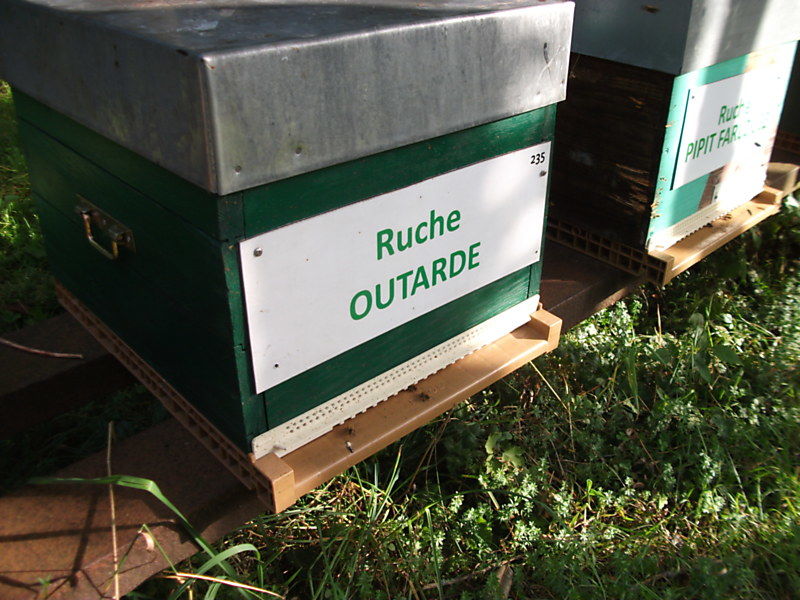 La ruche Outarde
