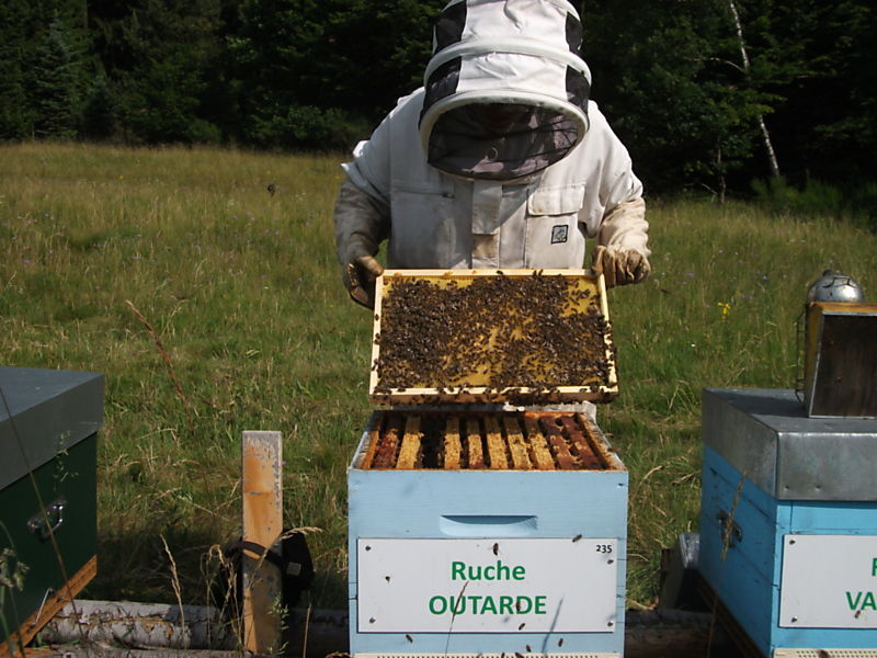 La ruche Outarde