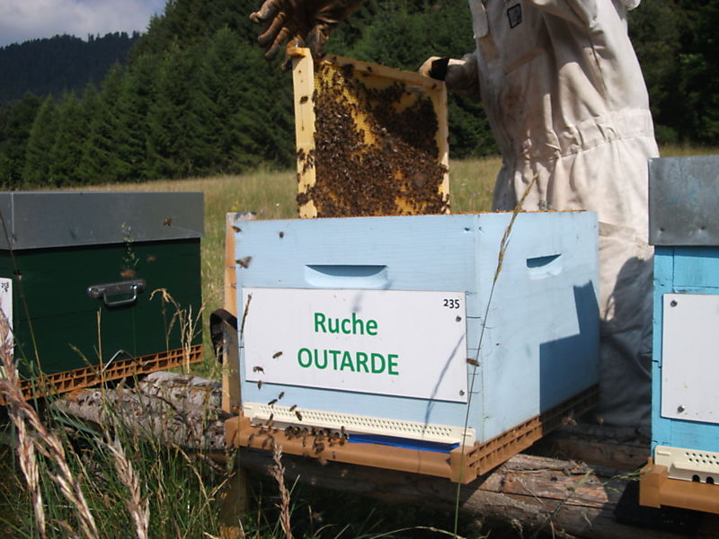 La ruche Outarde