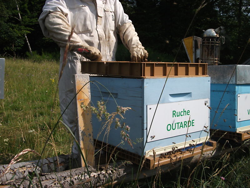 La ruche Outarde