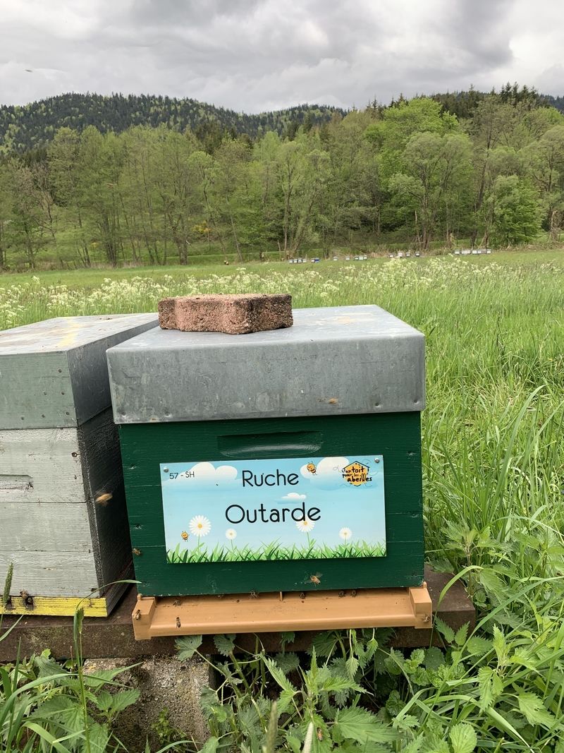 La ruche Outarde