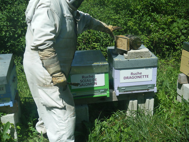 La ruche Sceau de salomon