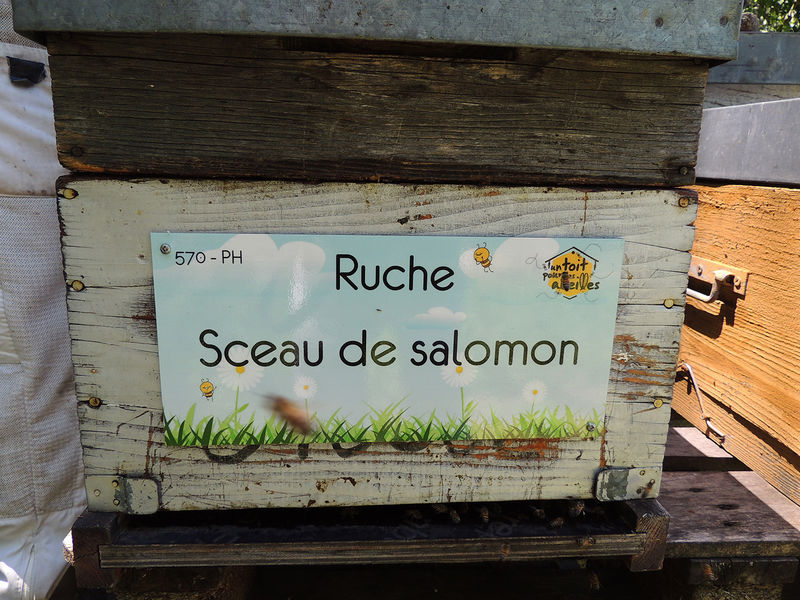 La ruche Sceau de salomon