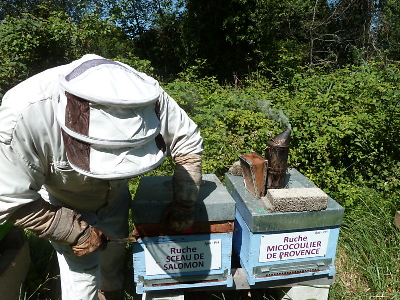 La ruche Sceau de salomon