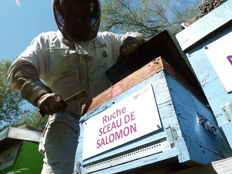 La ruche Sceau de salomon