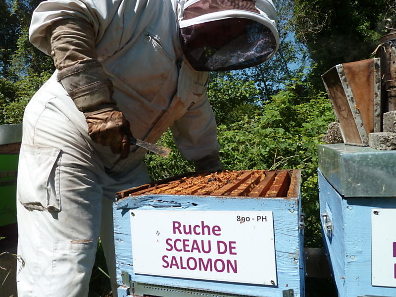 La ruche Sceau de salomon