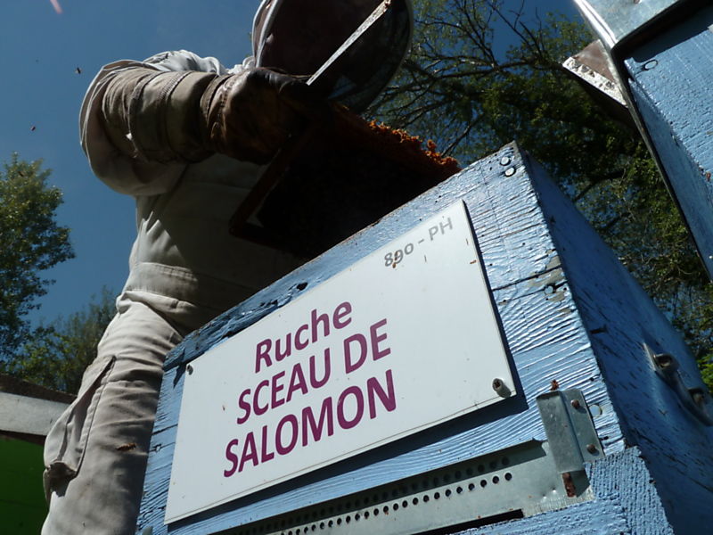 La ruche Sceau de salomon