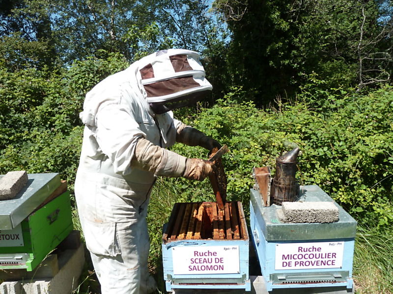La ruche Sceau de salomon