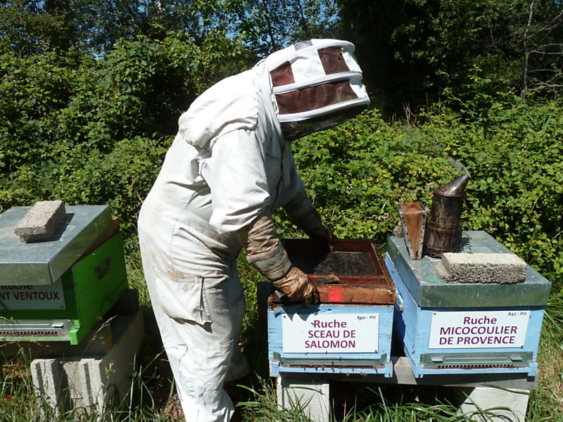 La ruche Sceau de salomon