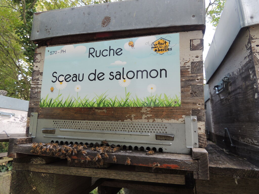 La ruche Sceau de salomon
