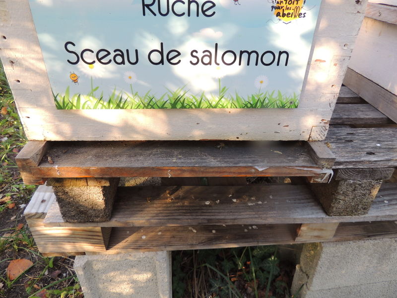 La ruche Sceau de salomon
