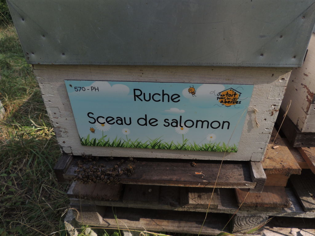 La ruche Sceau de salomon