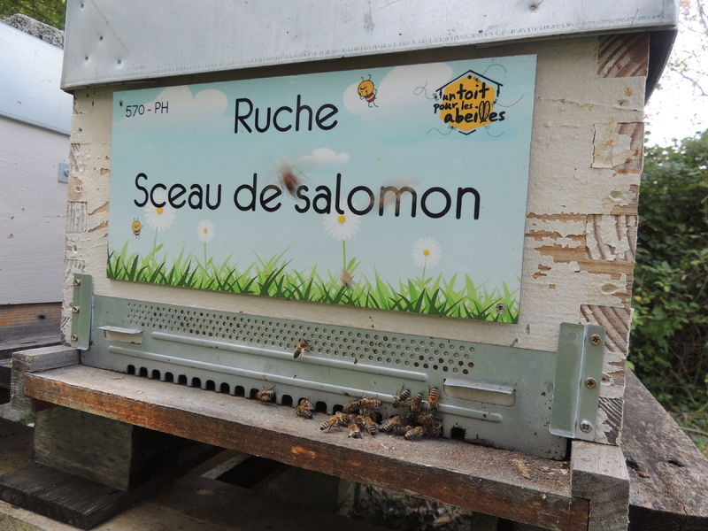 La ruche Sceau de salomon