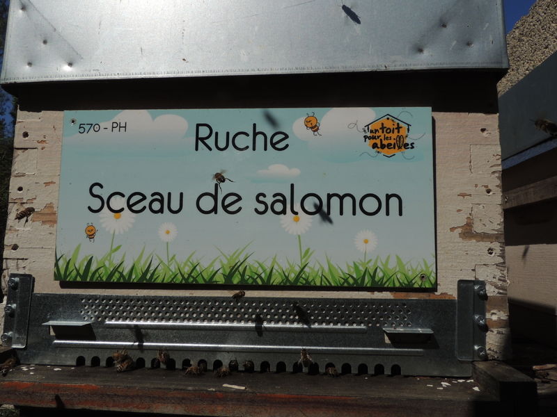 La ruche Sceau de salomon