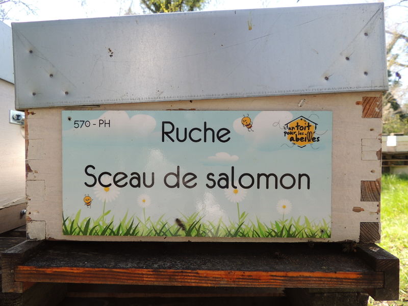 La ruche Sceau de salomon