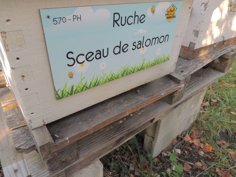 La ruche Sceau de salomon