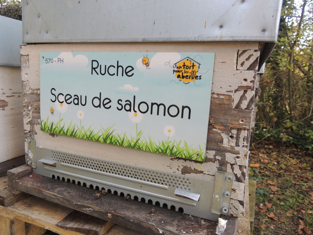 La ruche Sceau de salomon