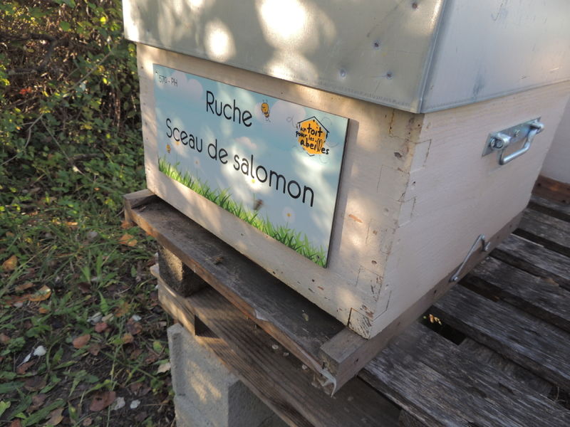 La ruche Sceau de salomon