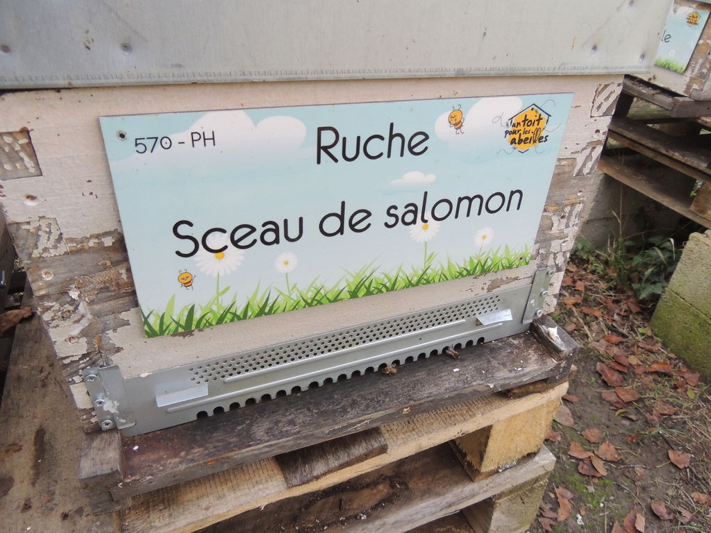 La ruche Sceau de salomon