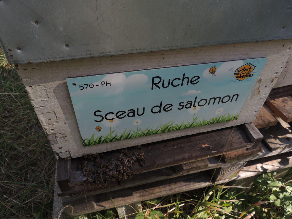 La ruche Sceau de salomon