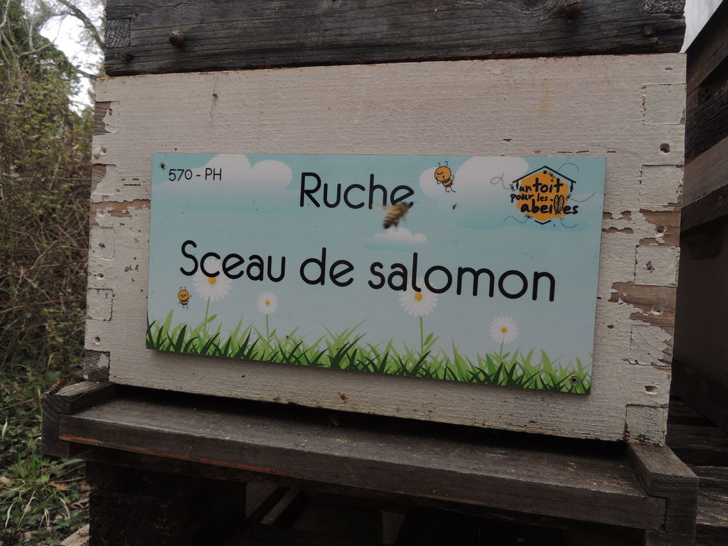 La ruche Sceau de salomon