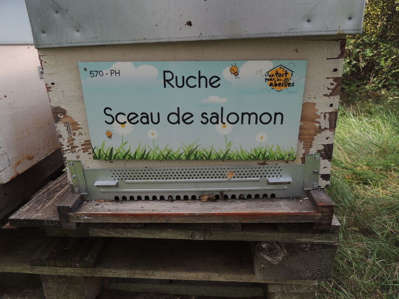 La ruche Sceau de salomon