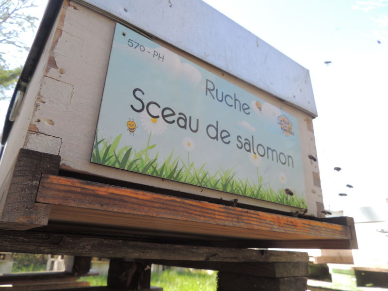 La ruche Sceau de salomon