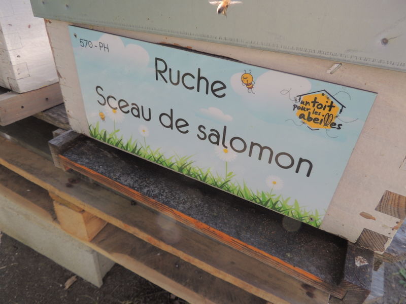La ruche Sceau de salomon