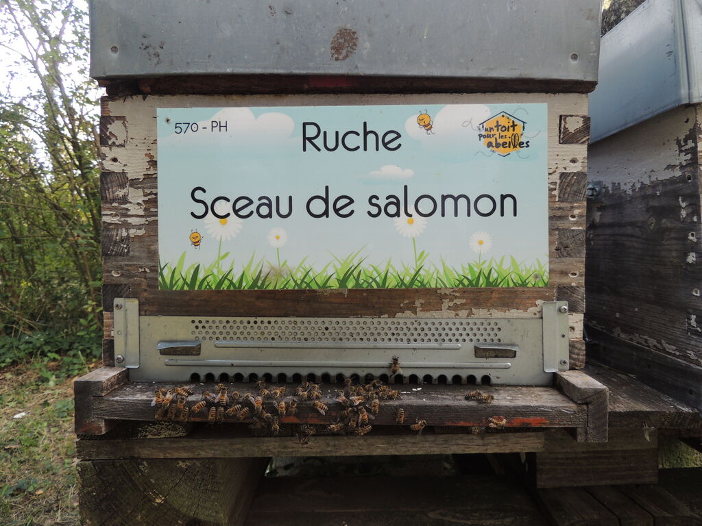 La ruche Sceau de salomon