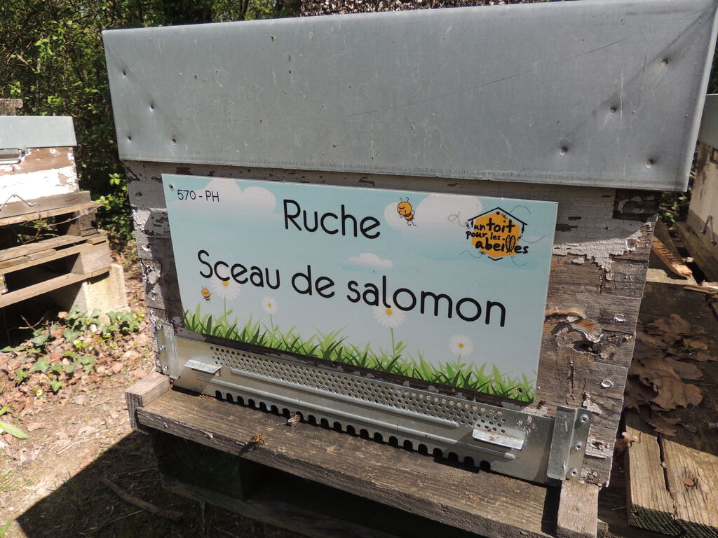 La ruche Sceau de salomon