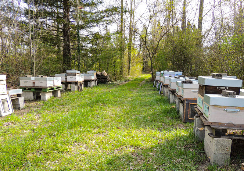 La ruche Sceau de salomon