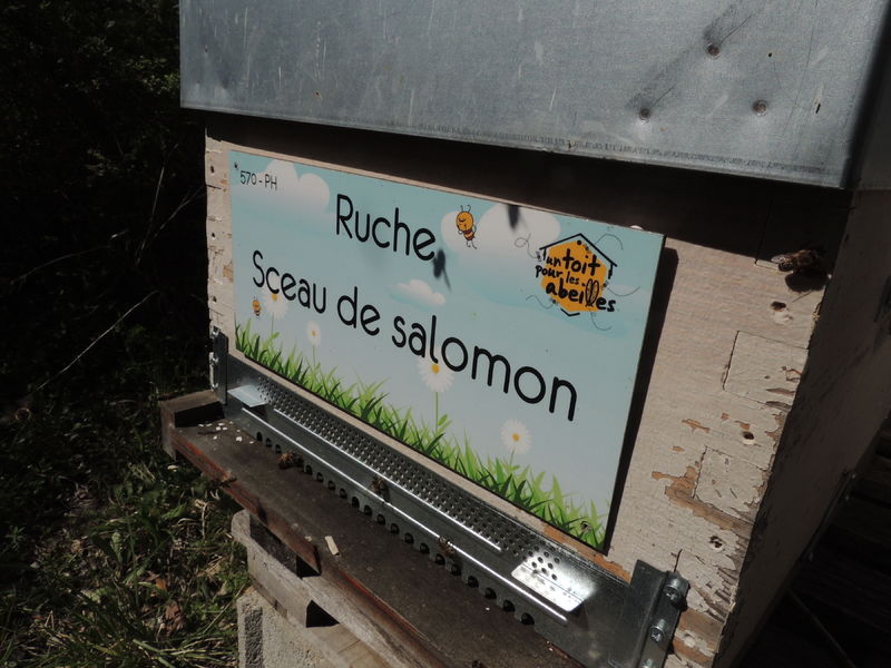 La ruche Sceau de salomon
