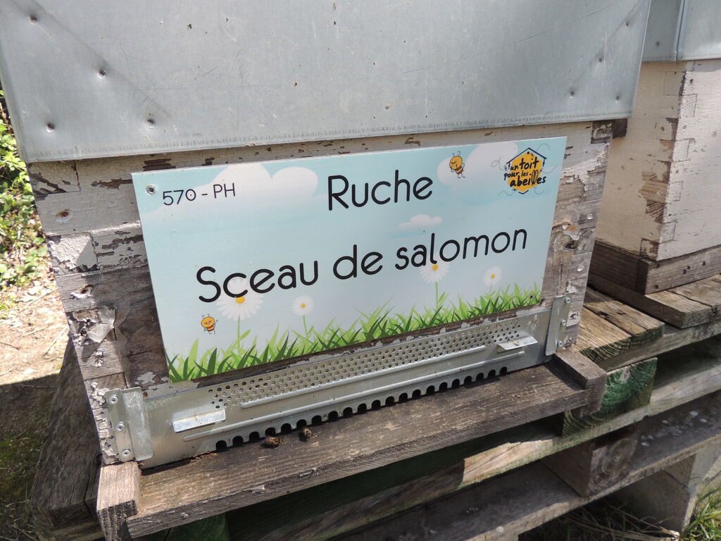La ruche Sceau de salomon