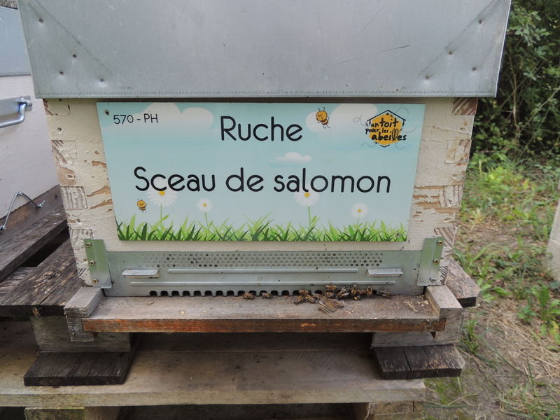 La ruche Sceau de salomon