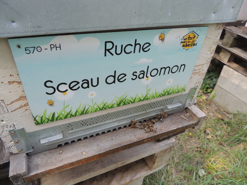 La ruche Sceau de salomon