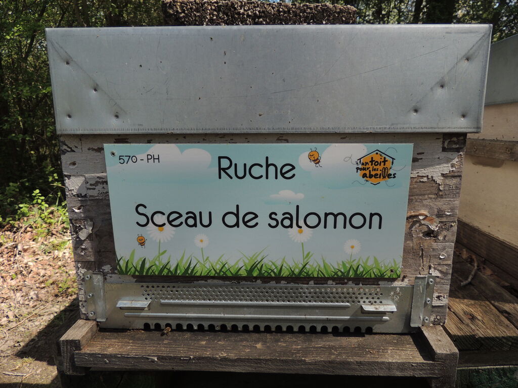 La ruche Sceau de salomon