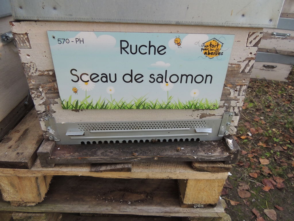 La ruche Sceau de salomon