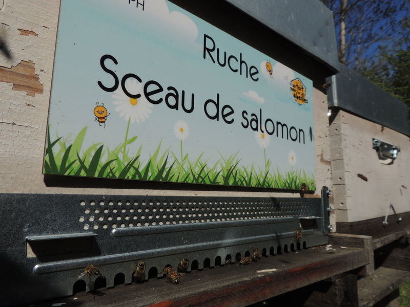 La ruche Sceau de salomon