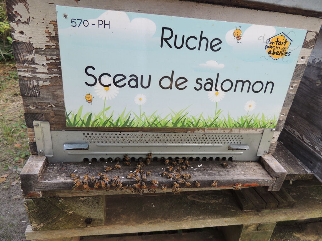 La ruche Sceau de salomon