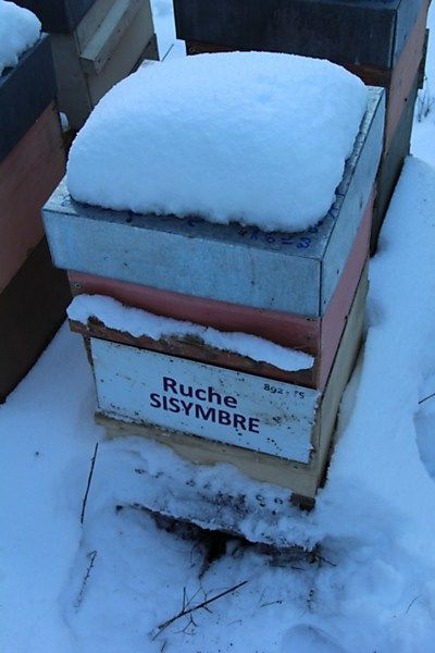 La ruche Sisymbre