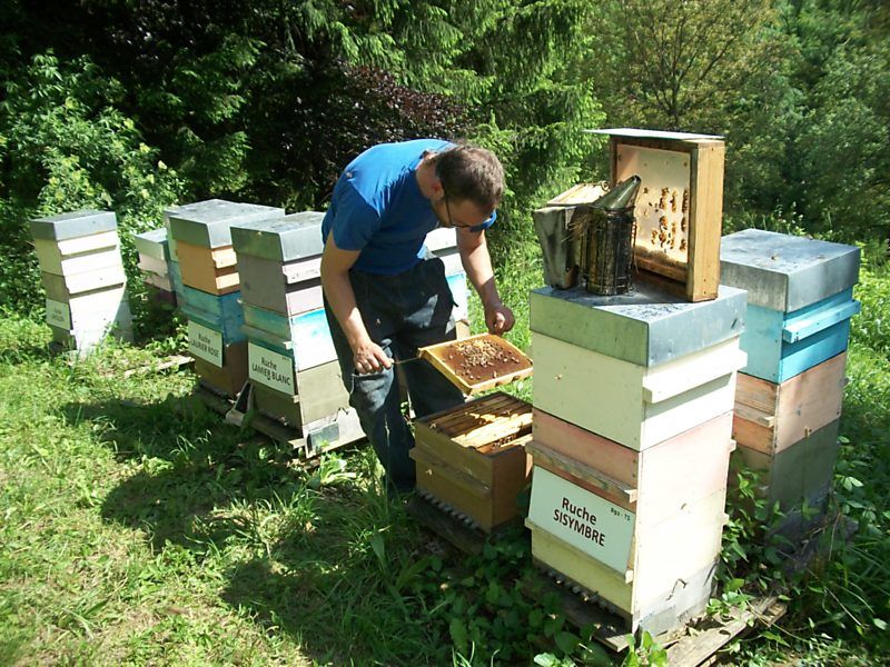 La ruche Sisymbre